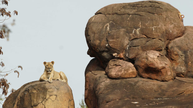 Kamari the lioness rests on the savannah at the Harambe Wildlife Reserve. (Disney)
