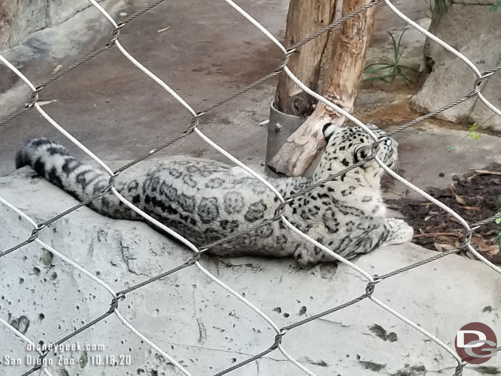 A snow leopard and reminder why I am not a fan of zoos.. so many pictures get fencing in them.