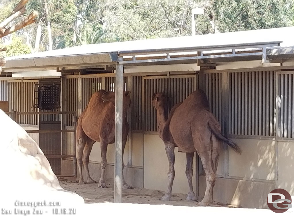 Camels found some shade