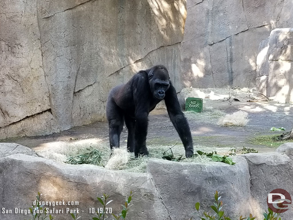 San Diego Zoo Safari Park - Gorilla