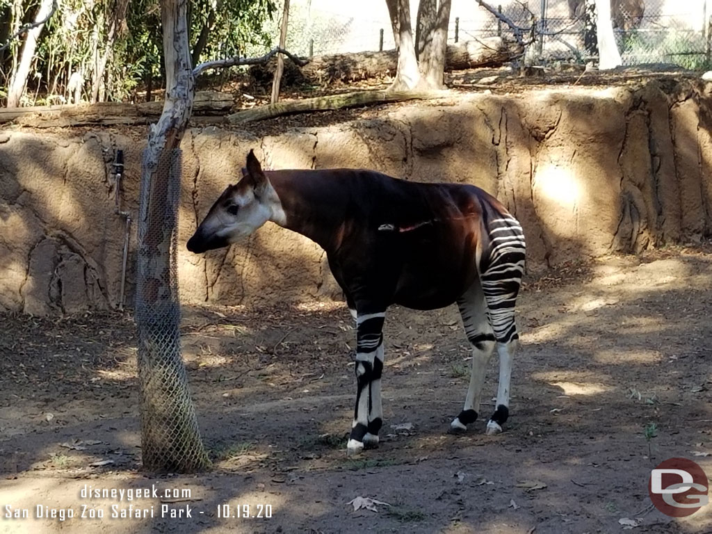 San Diego Zoo Safari Park - Okapi