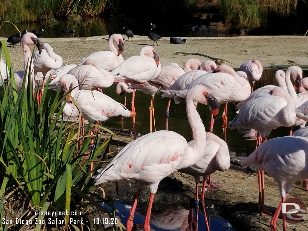 San Diego Zoo Safari Park - Flamingos