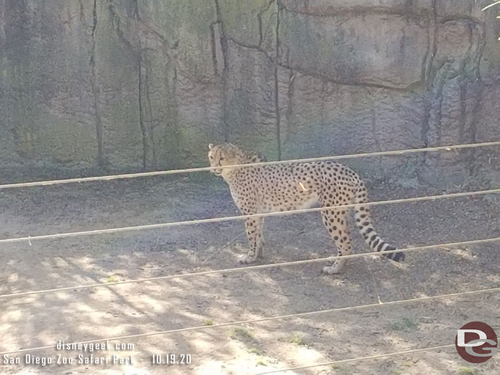 San Diego Zoo Safari Park - Cheetah