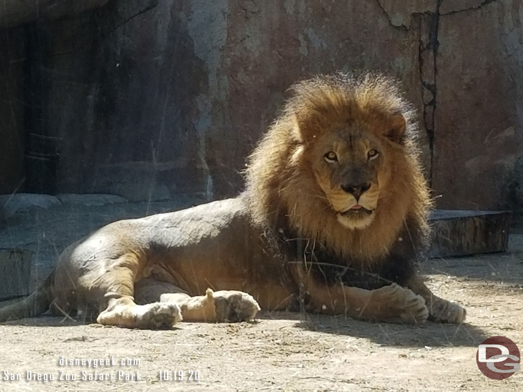 San Diego Zoo Safari Park - Male Lion