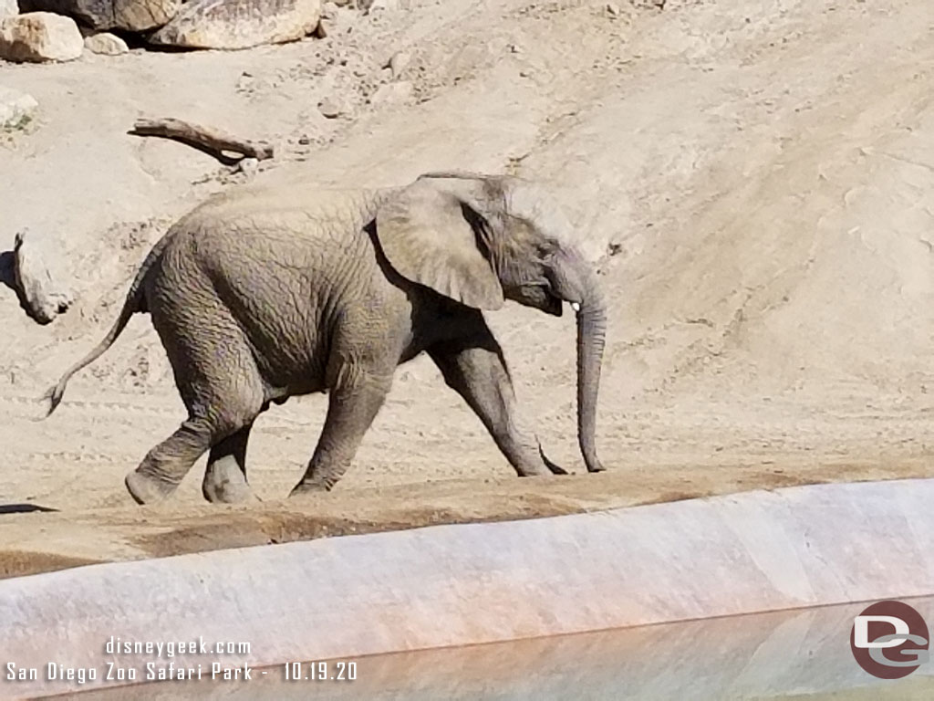 San Diego Zoo Safari Park - Young elephant
