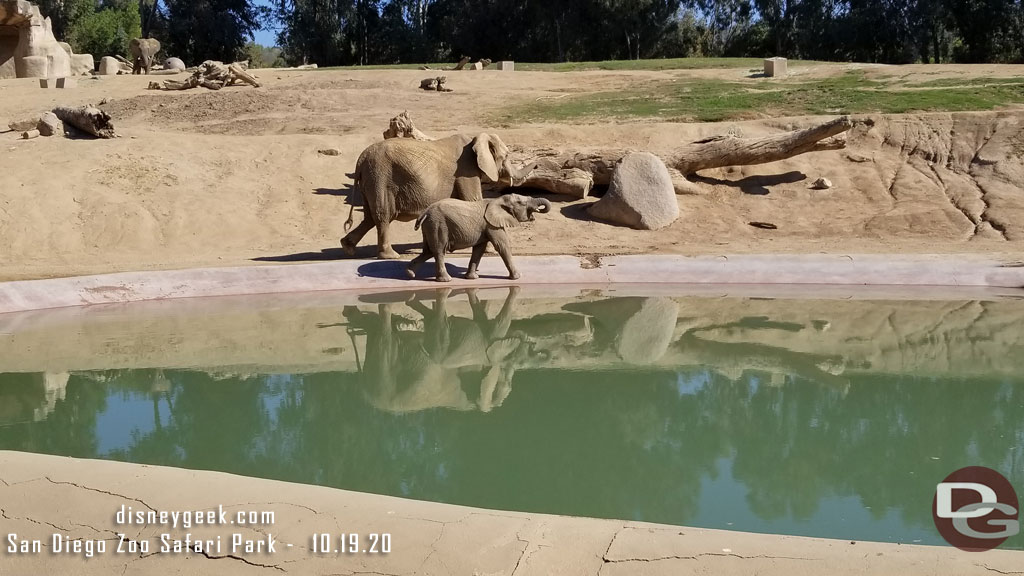 San Diego Zoo Safari Park - Elephants