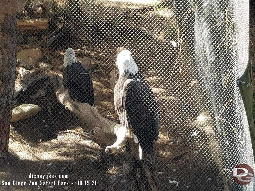 San Diego Zoo Safari Park - Bald Eagles