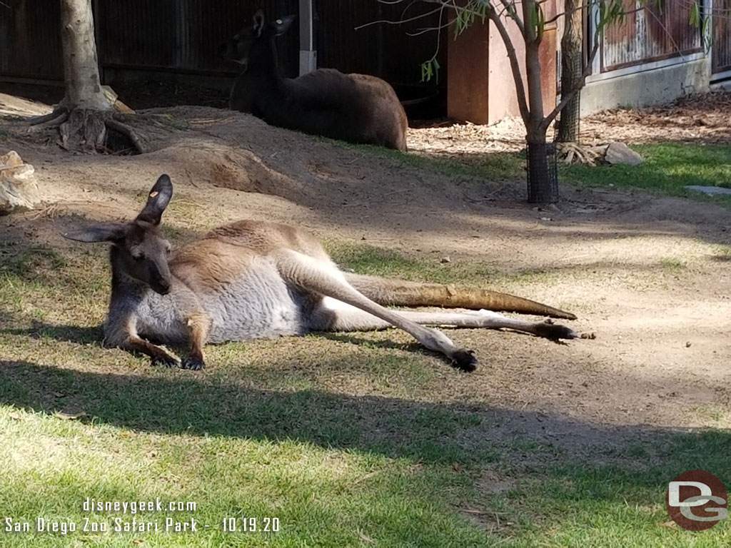 San Diego Zoo Safari Park - Kangaroo