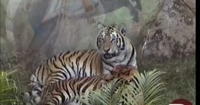 1998 Maharajah Jungle Trek Preview -