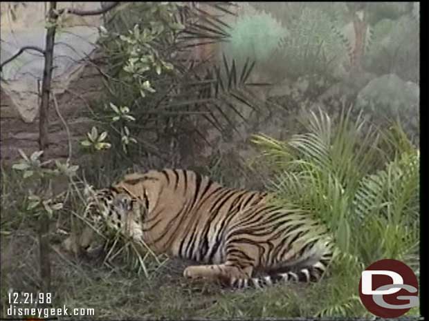 1998 Maharajah Jungle Trek Preview - Tigers