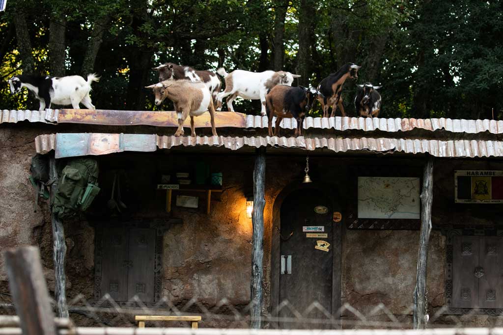  Nigerian Dwarf Goats 