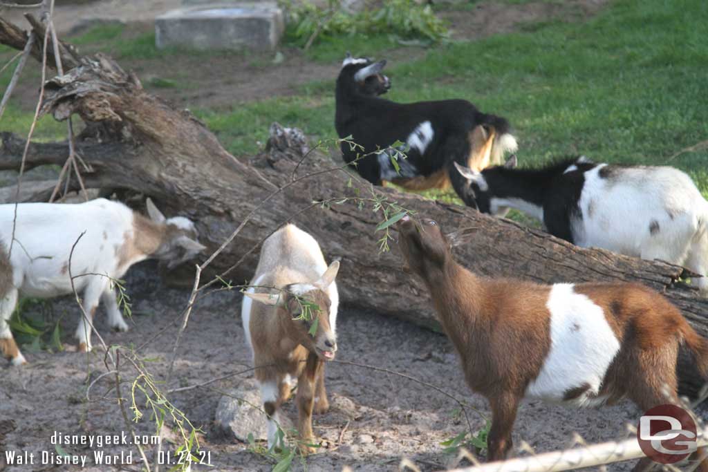 Nigerian Dwarf Goats