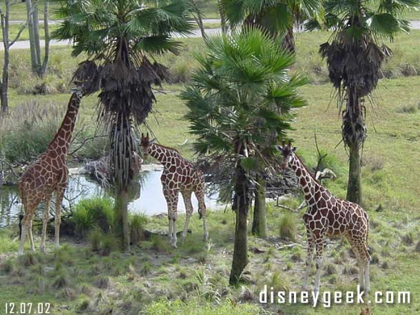Disney's Animal Kingdom Lodge - Savanna Room View - December 2002