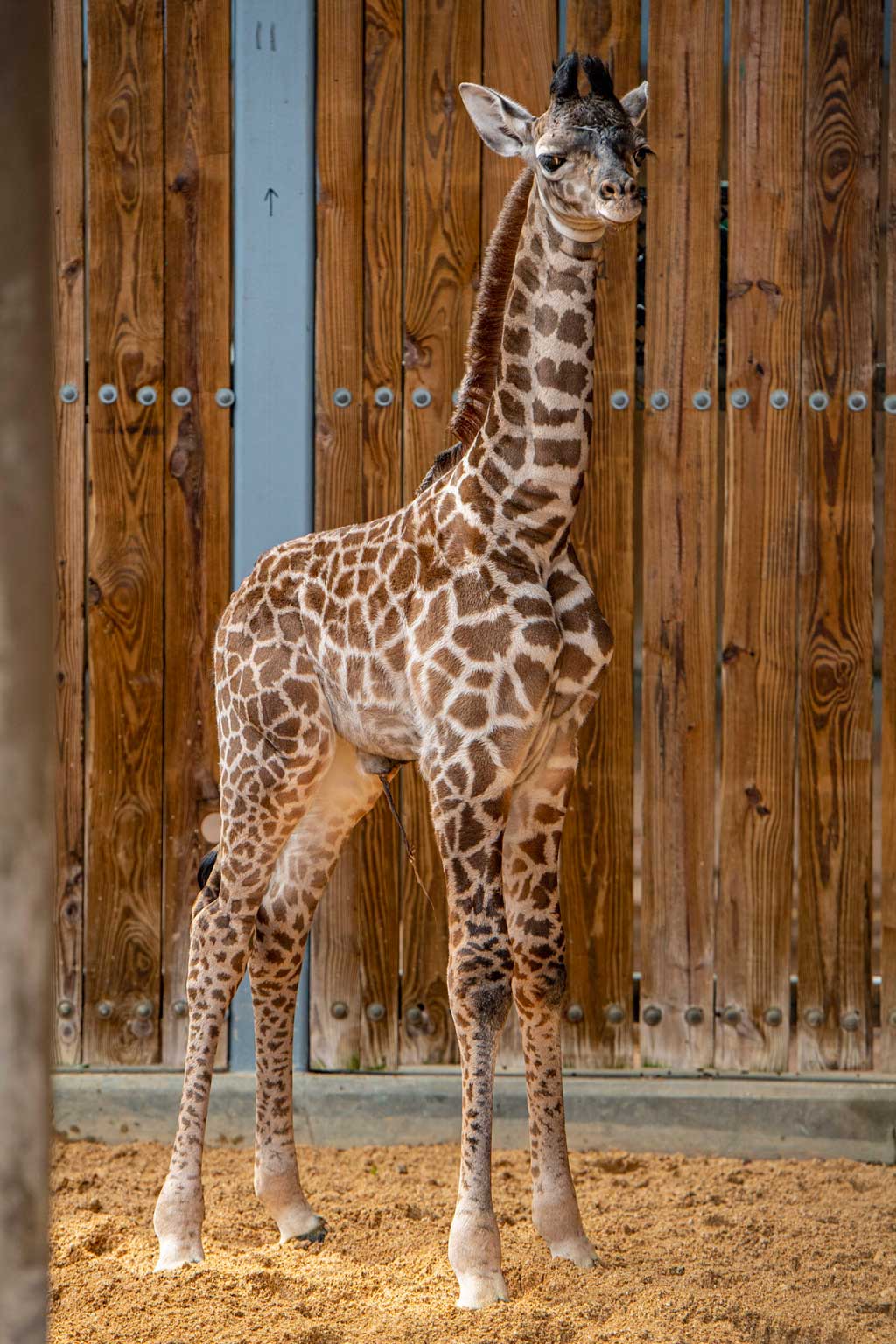 Disney's Animal Kingdom Giraffe Calf
