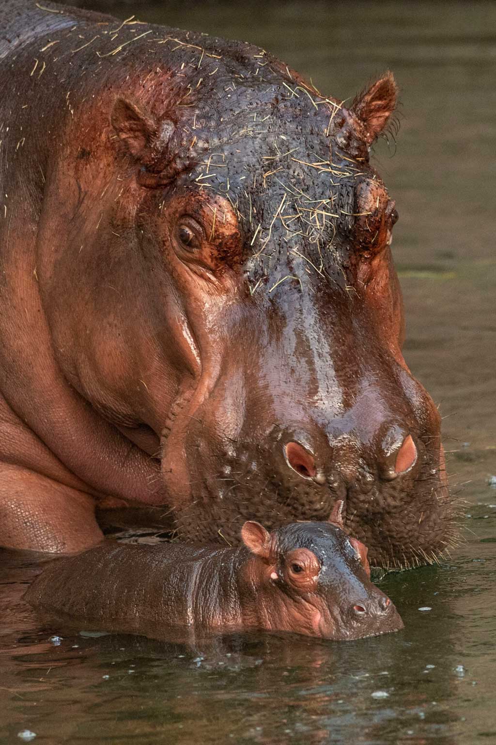 A Nile hippopotamus calf was born July 12, 2021, at Disney’s Animal Kingdom Theme Park at Walt Disney World Resort in Lake Buena Vista, Fla. The calf made a splashy debut in the Safi River on Kilimanjaro Safaris, under the watchful eye of Disney’s animal care team. So far, the healthy calf is nuzzling with mom, Tuma, and moving through the water like a pro. The team is giving Tuma and her newborn ample time to nurse and bond, so the calf’s gender and weight might not be known for some time; a newborn hippo can weigh between 60 and 110 pounds. This birth marks the 10th hippo currently in Disney care. (David Roark, photographer)