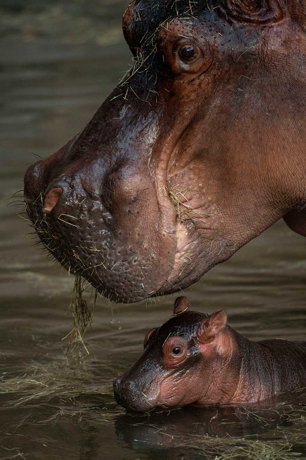 A Nile hippopotamus calf was born July 12, 2021, at Disney’s Animal Kingdom Theme Park at Walt Disney World Resort in Lake Buena Vista, Fla. The calf made a splashy debut in the Safi River on Kilimanjaro Safaris, under the watchful eye of Disney’s animal care team. So far, the healthy calf is nuzzling with mom, Tuma, and moving through the water like a pro. The team is giving Tuma and her newborn ample time to nurse and bond, so the calf’s gender and weight might not be known for some time; a newborn hippo can weigh between 60 and 110 pounds. This birth marks the 10th hippo currently in Disney care. (David Roark, photographer)