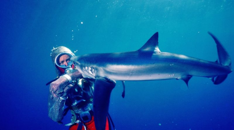 valerie taylor shark