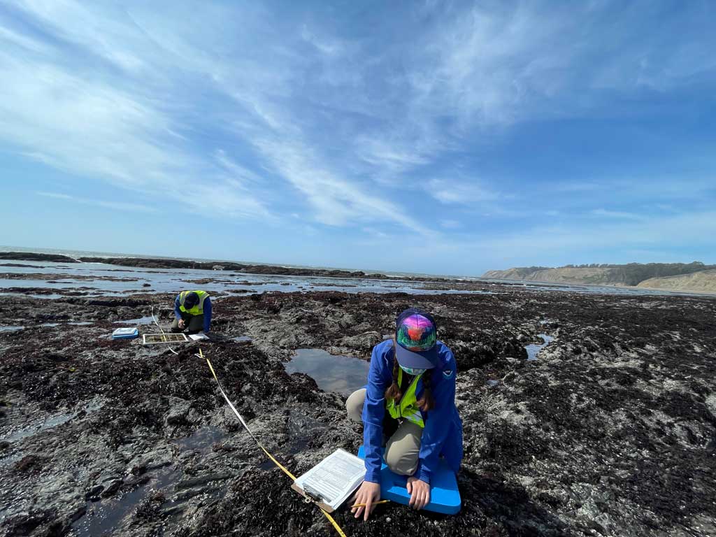 Caption: In the United States, the Greater Farallones Association’s Long-Term Monitoring Program and Experiential Training for Students (LiMPETS) program is empowering students to get outdoors to observe and collect data on 27 species of marine life at more than 60 rocky intertidal and sandy beach sites along California national marine sanctuary coastlines, including near critical kelp restoration sites in Greater Farallones National Marine Sanctuary. The team engages over 5,000 students annually statewide, inspiring STEM learning and growing future stewards of our oceans.