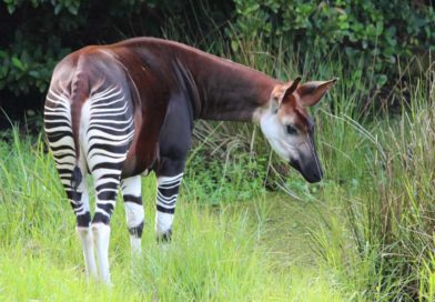 Okapi in the wild, Democratic Republic of Congo. In the Democratic Republic of Congo, the Okapi Conservation Project is working tirelessly to protect the Okapi Wildlife Reserve’s rainforest and wildlife. In the past few years, normal challenges have intensified: poor infrastructure has increased travel and field supply delivery costs, growing insecurity in the region requires a team member to fly to their nearest bank to withdraw program funds and avoid a 12-hour journey on unsafe roads, and the team has had to develop strict communication and evacuation plans in the event a breach in security occurs. Not to be deterred, this resilient team continues to adapt and drive collaborative community programs to improve livelihoods, protect the forest, and respect the connection of human health with nature and the culture and traditions of the indigenous Mbuti people.
