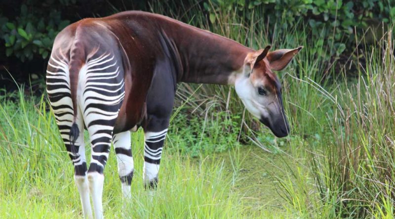 Okapi in the wild, Democratic Republic of Congo. In the Democratic Republic of Congo, the Okapi Conservation Project is working tirelessly to protect the Okapi Wildlife Reserve’s rainforest and wildlife. In the past few years, normal challenges have intensified: poor infrastructure has increased travel and field supply delivery costs, growing insecurity in the region requires a team member to fly to their nearest bank to withdraw program funds and avoid a 12-hour journey on unsafe roads, and the team has had to develop strict communication and evacuation plans in the event a breach in security occurs. Not to be deterred, this resilient team continues to adapt and drive collaborative community programs to improve livelihoods, protect the forest, and respect the connection of human health with nature and the culture and traditions of the indigenous Mbuti people.