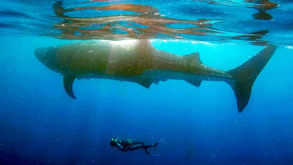 Caption: Sergio conducting whale shark survey in Isla Mujeres, Mexico. In Mexico, Shark Team One is working with communities of the Yucatan Peninsula to protect one of the last remaining populations of endangered whale sharks by reducing negative human impacts, creating protected marine wildlife corridors, and building sustainable ecotourism and artisanal fishing communities. Their research led to the first sighting of a pregnant whale shark in this area, which represents an important moment of hope for this species as it will help the team to focus their efforts on protecting previously unknown critical nursery habitat.