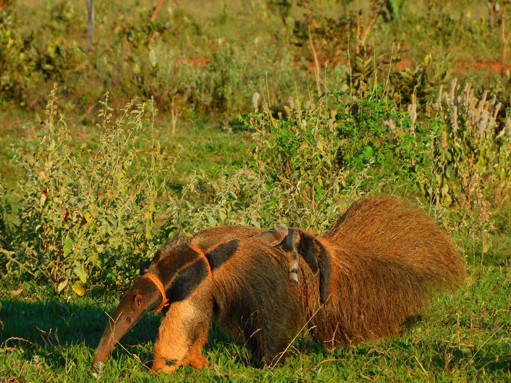 Giant anteater mother and cub in Brazilian Cerrado. In Brazil’s Cerrado biome, the Institute for the Conservation of Wild Animals (ICAS) is helping giant anteaters cope with some of their biggest threats: collisions with cars on roadways and loss of habitat. In a place where habitat loss has reached record levels in the past year, the team’s research is helping to identify important anteater hotspots for protection, rescue and rehabilitate injured and orphaned animals, and supported the creation and launch of new state-wide roadway safety requirements to protect both people and wildlife.