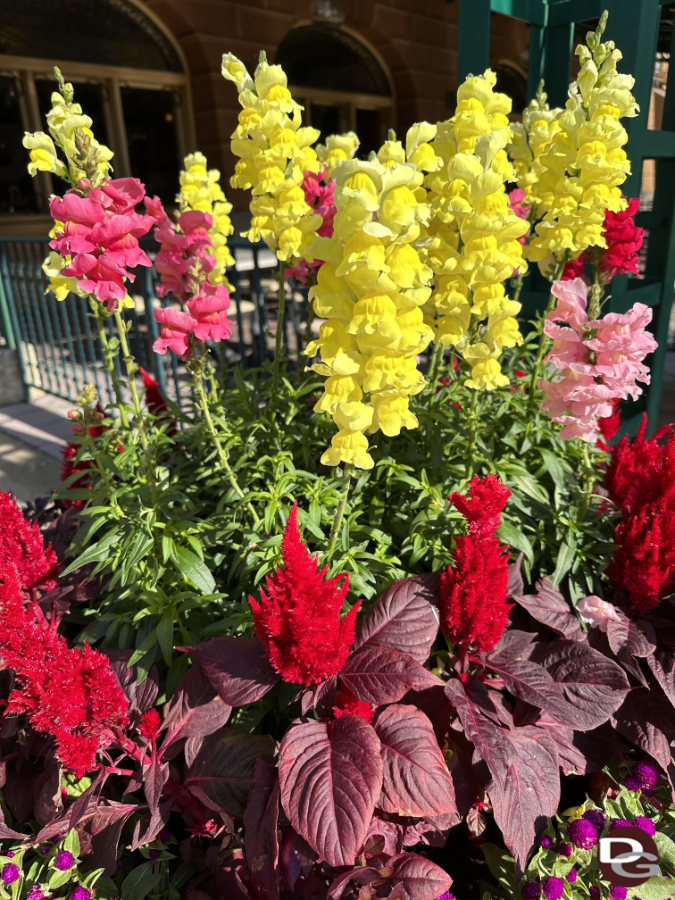 disneysea flowers