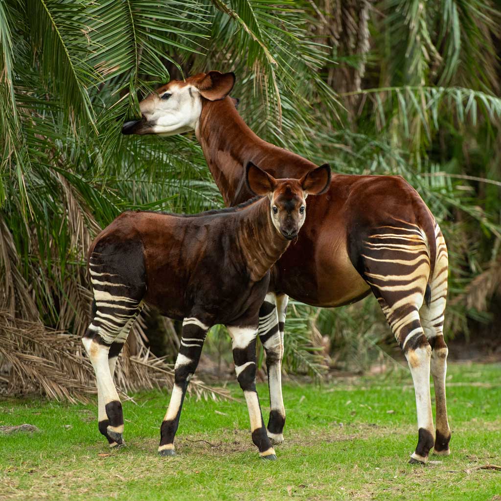 In January 2023, a rare, endangered Okapi calf made his debut on the Pembe Savanna at Disney's Animal Kingdom Lodge at Walt Disney World Resort in Lake Buena Vista, Fla. Since his birth in July, Beni has grown to a height of four feet and weighs around 230 pounds. His birth was part of the Association of Zoos and Aquariums Species Survival Plan, which ensures the responsible breeding of threatened and endangered species in managed care. (David Roark, photographer) 