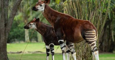 In January 2023, a rare, endangered Okapi calf made his debut on the Pembe Savanna at Disney's Animal Kingdom Lodge at Walt Disney World Resort in Lake Buena Vista, Fla. Since his birth in July, Beni has grown to a height of four feet and weighs around 230 pounds. His birth was part of the Association of Zoos and Aquariums Species Survival Plan, which ensures the responsible breeding of threatened and endangered species in managed care. (David Roark, photographer)
