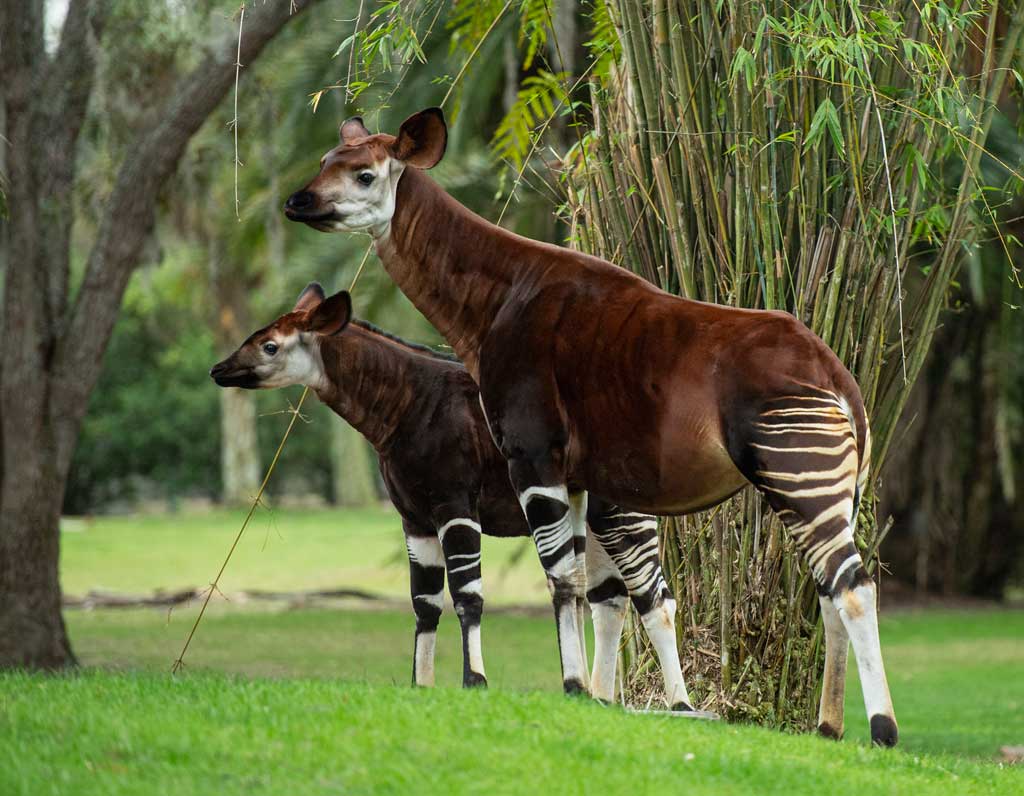 In January 2023, a rare, endangered Okapi calf made his debut on the Pembe Savanna at Disney's Animal Kingdom Lodge at Walt Disney World Resort in Lake Buena Vista, Fla. Since his birth in July, Beni has grown to a height of four feet and weighs around 230 pounds. His birth was part of the Association of Zoos and Aquariums Species Survival Plan, which ensures the responsible breeding of threatened and endangered species in managed care. (David Roark, photographer) 