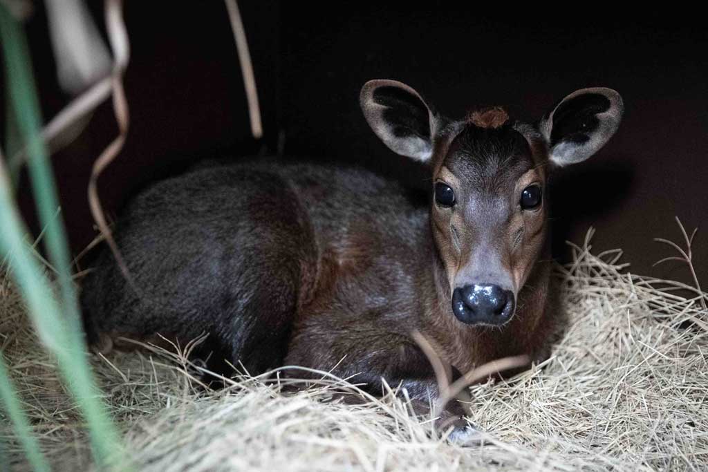 650b950c0346a Newborn Penny Yellow Backed Duiker