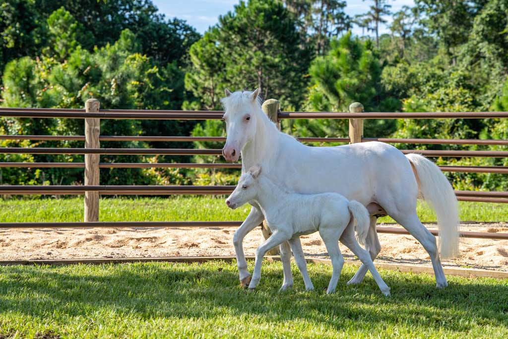 650b950c31801 Cinderella Pony Pixie and Mom Lady3