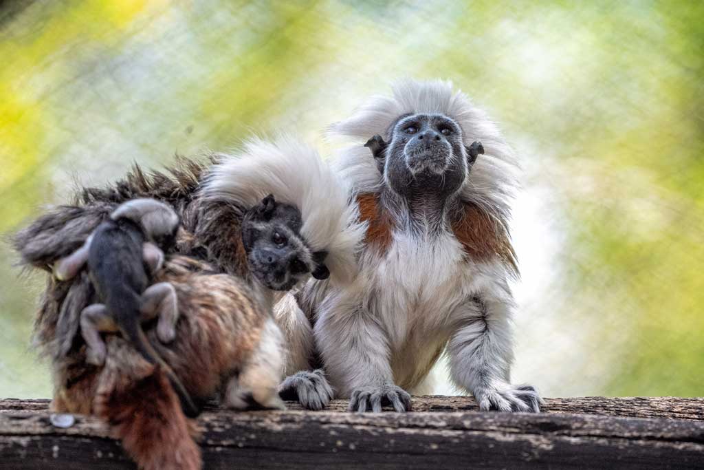 650b950c6db8f Cotton Top Tamarins4