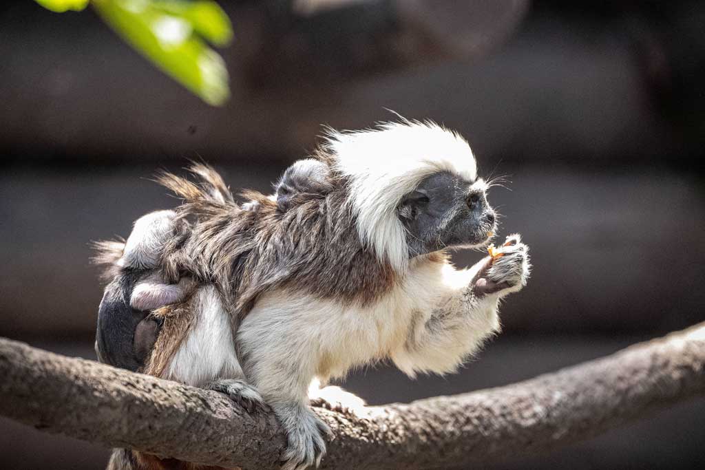 650b950d3615d Cotton Top Tamarins