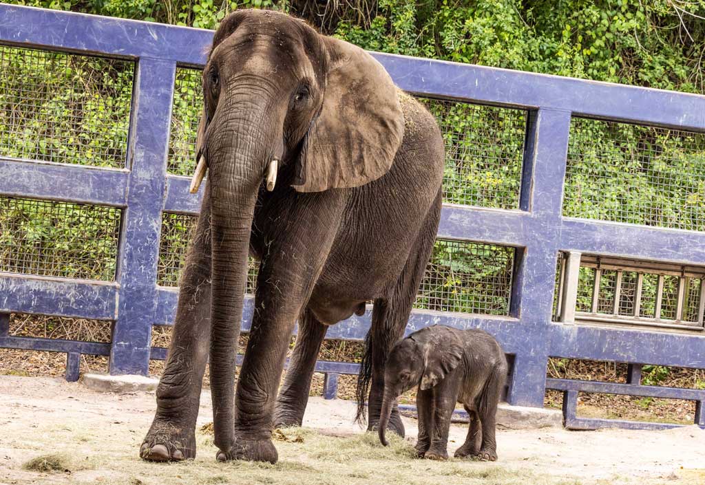 Disney’s Animal Kingdom Welcomes New Baby Elephant For the first time in seven years, an African elephant calf has been born at Disney’s Animal Kingdom Theme Park at Walt Disney World Resort in Lake Buena Vista, Fla. The delivery of the baby girl, named Corra, on Dec. 13, 2023, was carefully planned through the Association of Zoos and Aquariums Species Survival Plan, which helps ensure the responsible breeding of endangered animals in managed care. Corra is currently backstage at Disney’s Animal Kingdom bonding with her mother, Nadirah. (Olga Thompson, photographer)