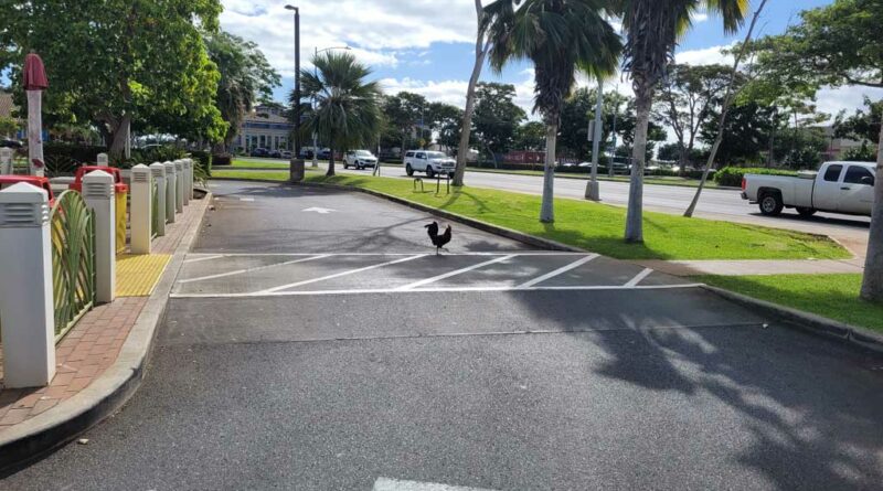 Chicken in the McDonald's Drive Through