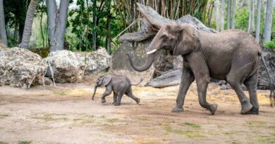 With hundreds of guests awaiting her appearance, 2-month-old African elephant Corra made her debut today at Disney’s Animal Kingdom Theme Park at Walt Disney World Resort in Lake Buena Vista, Fla. (Bennett Stoops, photographer)