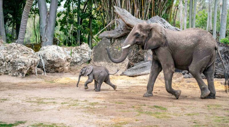 With hundreds of guests awaiting her appearance, 2-month-old African elephant Corra made her debut today at Disney’s Animal Kingdom Theme Park at Walt Disney World Resort in Lake Buena Vista, Fla. (Bennett Stoops, photographer)