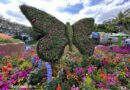Guest Pictures: EPCOT International Flower & Garden Festival: Butterfly Landing