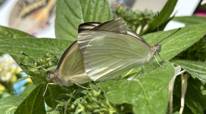 butterfly landing greatsouthernwhite