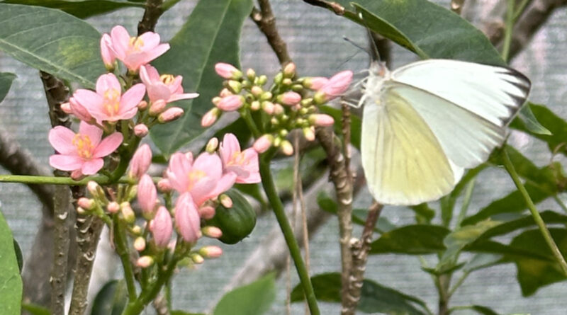 butterfly landing greatsouthernwhite2