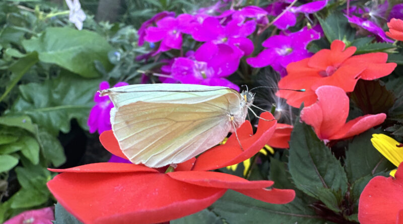 butterfly landing greatsouthernwhite3