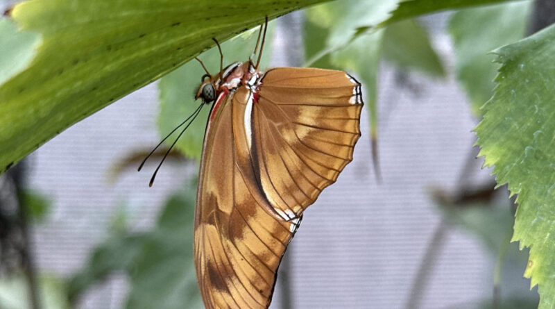 butterfly landing julia