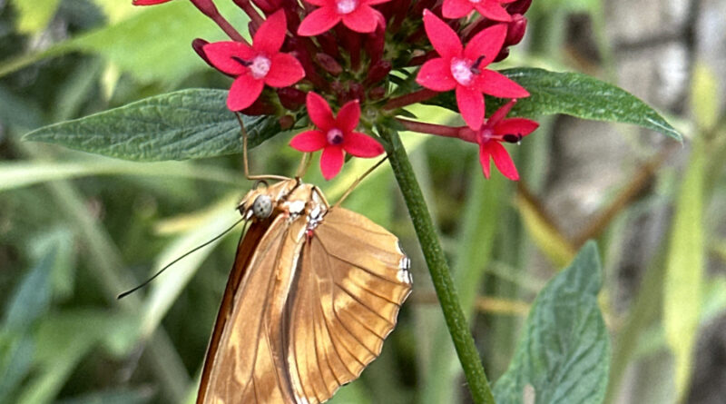 butterfly landing julia2