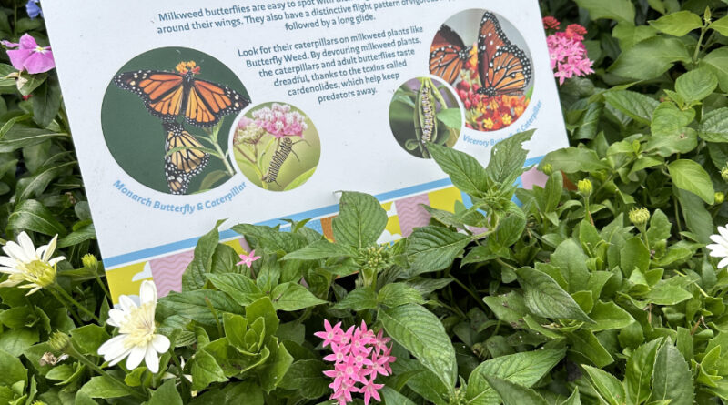 butterfly landing milkweed