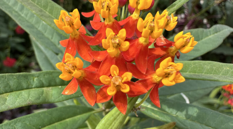 butterfly landing milkweed2