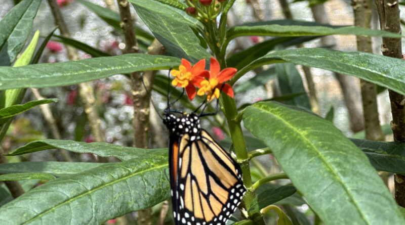 butterfly landing monarch