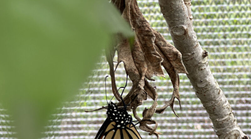 butterfly landing monarch2