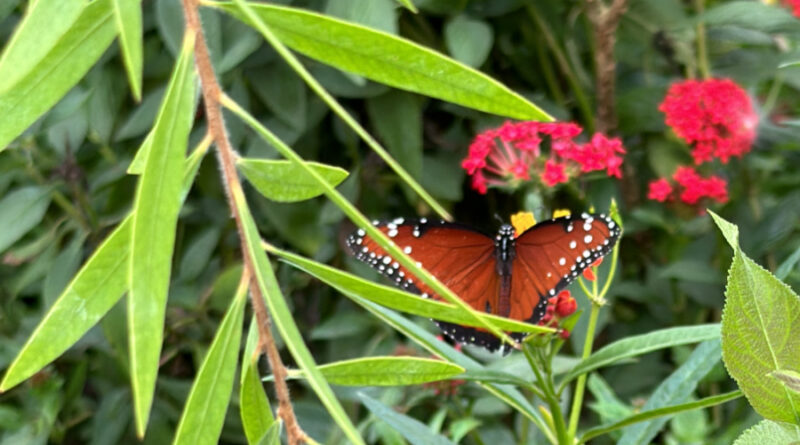 butterfly landing queen