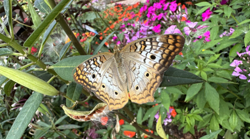 butterfly landing whitepeacock